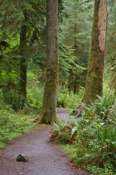 La Foresta di Forks